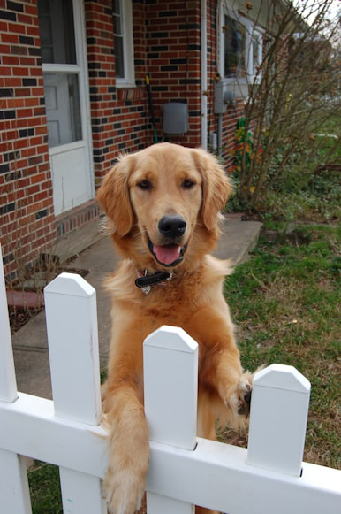 A brown dog standing on its hind legs.